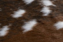 Kusový koberec Rodeo 205 fawn
